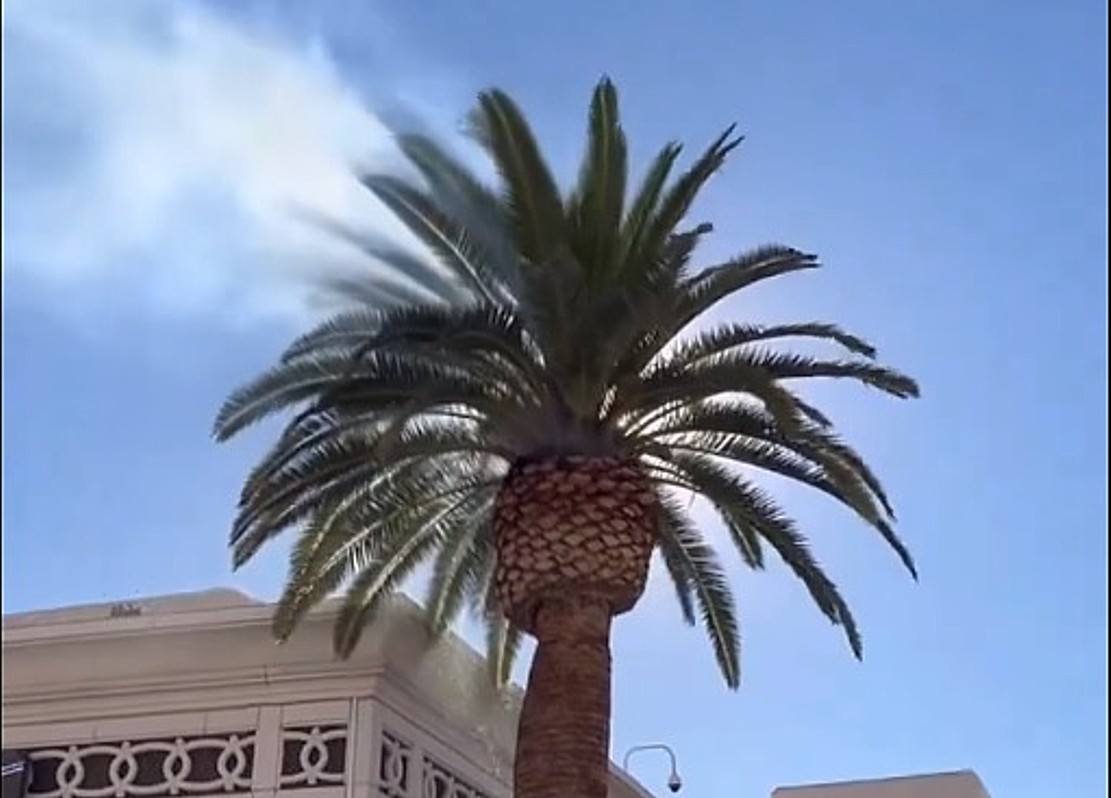 VEGAS MYTHS BUSTED Trees Can Spontaneously Combust in Strip Heat