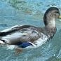 UPDATE: George the Flightless Duck to be Relocated from Doomed Mirage Lagoon