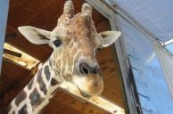 Las Vegas’ Only Giraffe Dies at Lion Habitat Ranch