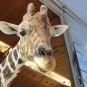 Las Vegas’ Only Giraffe Dies at Lion Habitat Ranch