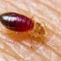 UPDATED: Strat Guest Sues Vegas Hotel After Bed Bugs Allegedly Bit Her Butt, Leg