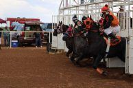 Track Announcer, Jockey Among Those Arrested in Texas Bush-Racing Raid