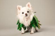 Mr. Piffles, Las Vegas Strip’s Favorite Pooch, Dies at 16