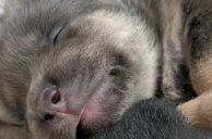 Las Vegas Crime News Roundup: Man Allegedly Tossed Five Puppies Into Dumpster