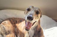 New Zealand to Ban Greyhound Racing