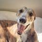 Greyhound racing, New Zealand, ban