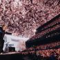 Vegas Sphere Earned More in ’24 than Any Concert Venue in Any Year