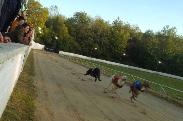 Wales, Greyhound racing, ban