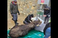 Canadian Moose Relocated, Safe After Stopping by Casino in Ontario