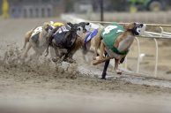Arkansas Bans Greyhound Racing, Simulcasts