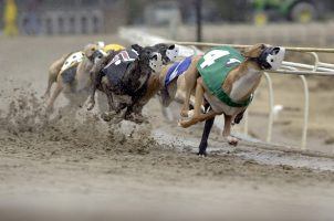 Sarah Huckabee Sanders, Arkansas greyhound racing ban, Southland Casino Racing, GREY2K USA, Wheeling Island Casino & Racetrack, Mardi Gras Casino & Resort