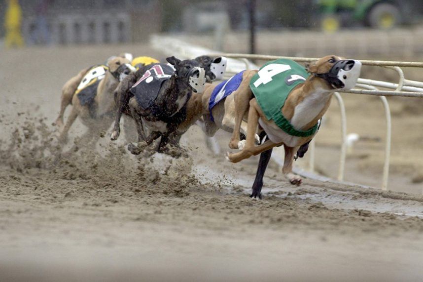 Sarah Huckabee Sanders, Arkansas greyhound racing ban, Southland Casino Racing, GREY2K USA, Wheeling Island Casino & Racetrack, Mardi Gras Casino & Resort
