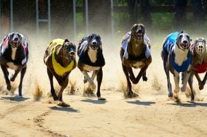 Lien Games Racing, Grey2K USA Worldwide, Greyhound betting, Massachusetts Attorney General, Oregon Racing Commission