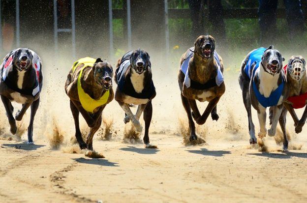 Lien Games Racing, Grey2K USA Worldwide, Greyhound betting, Massachusetts Attorney General, Oregon Racing Commission