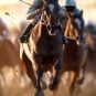 UPDATE: License Revoked from Trainer Who Gave Winning Racehorse Coke