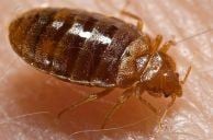 Las Vegas Bed Bug Epidemic? Luxor, Treasure Island Latest Named in Lawsuits
