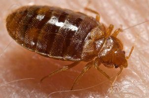 Las Vegas, bed bugs, hotel lawsuits, Luxor, Treasure Island