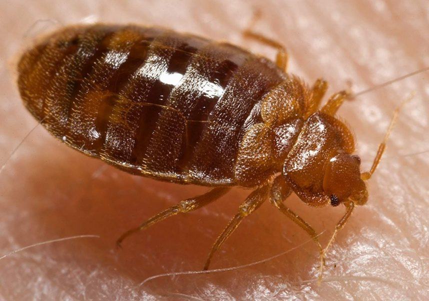 Las Vegas, bed bugs, hotel lawsuits, Luxor, Treasure Island