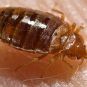 Las Vegas, bed bugs, hotel lawsuits, Luxor, Treasure Island