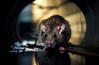 Fraser Downs Horse Owners Fight Closure Over Rat Infestation Threatening Racing Season