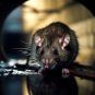 Fraser Downs, Horse racing, Barn closure, Rat infestation, Pest control