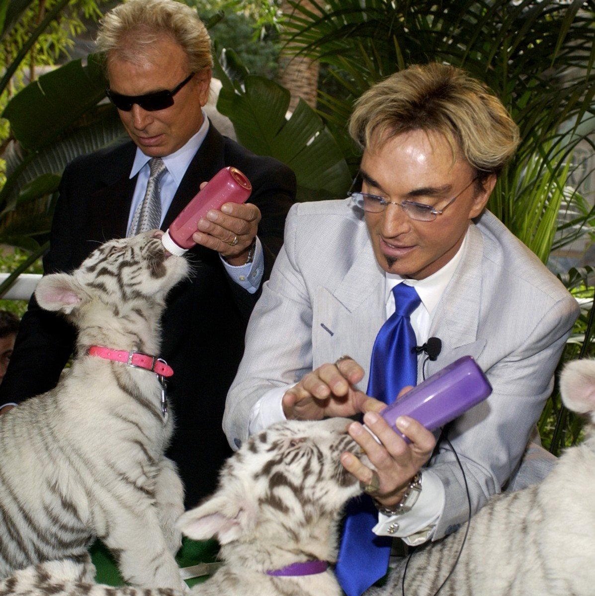 premium RoyalsTiger Casino bono de fidelidad imagen en Spain