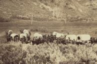 VEGAS MYTHS BUSTED: The Lost Mormon Wagon Train Treasure