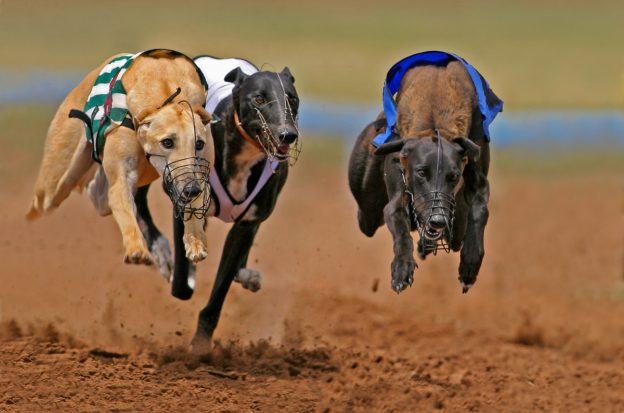 West Virginia greyhound racing