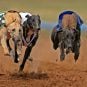 West Virginia greyhound racing