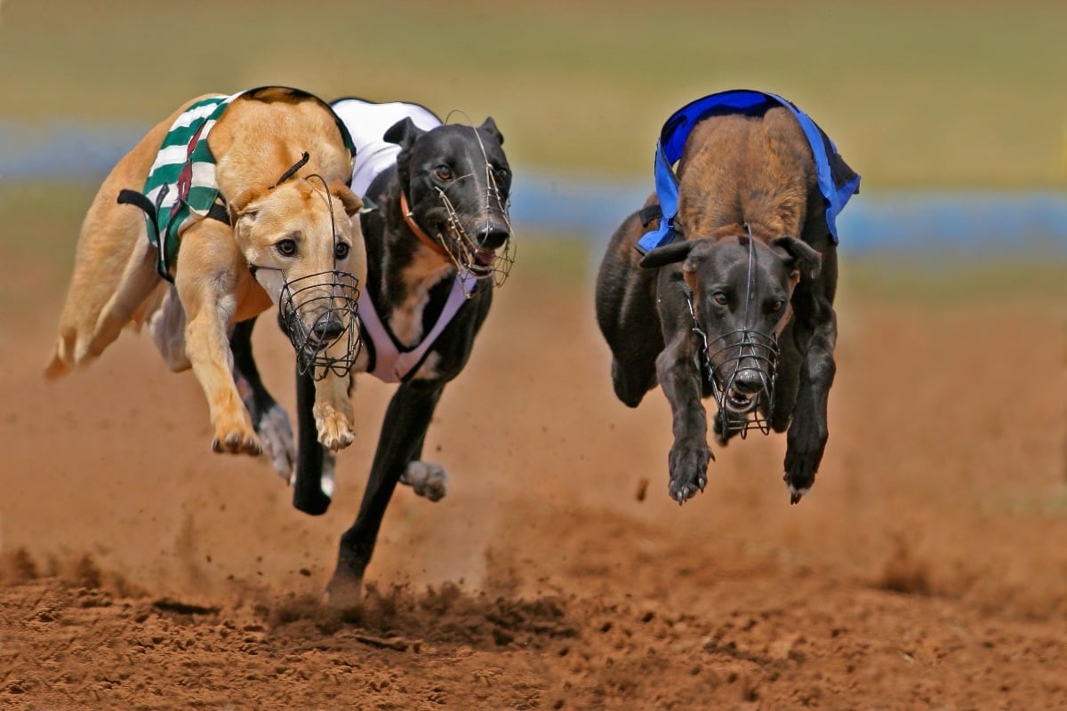 Should West Virginia Cease Greyhound Racing?