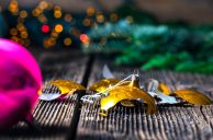 Woman Crushed by Christmas Tree Sues Star Gold Coast for $1.7M