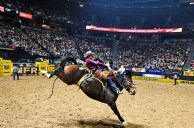 Horse Herpes Threatens National Finals Rodeo in Vegas