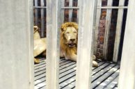 Thai Forces Rescue Starving Exotic Animals from Cambodian Border Casino