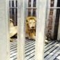 Thai Forces Rescue Starving Exotic Animals from Cambodian Border Casino