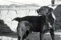 VEGAS MYTHS BUSTED: Hoover Dam’s Beloved Mascot Had No Name