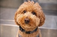 Woman Arrested for Abandoning Puppy at Vegas Airport