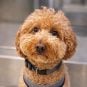 Woman Arrested for Abandoning Puppy at Vegas Airport