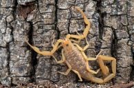Man Says Scorpion Stung Him in Bed at Las Vegas Hotel