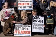 Scotland and Wales Ban Greyhound Racing — Will England Follow?