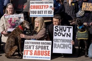 greyhound racing ban, UK animal welfare, Scotland greyhound racing, Wales greyhound ban, England greyhound racing