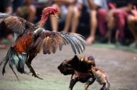 Guns, Cash, and 500 Birds: Inside the Massive Cockfighting Raid Near Las Vegas