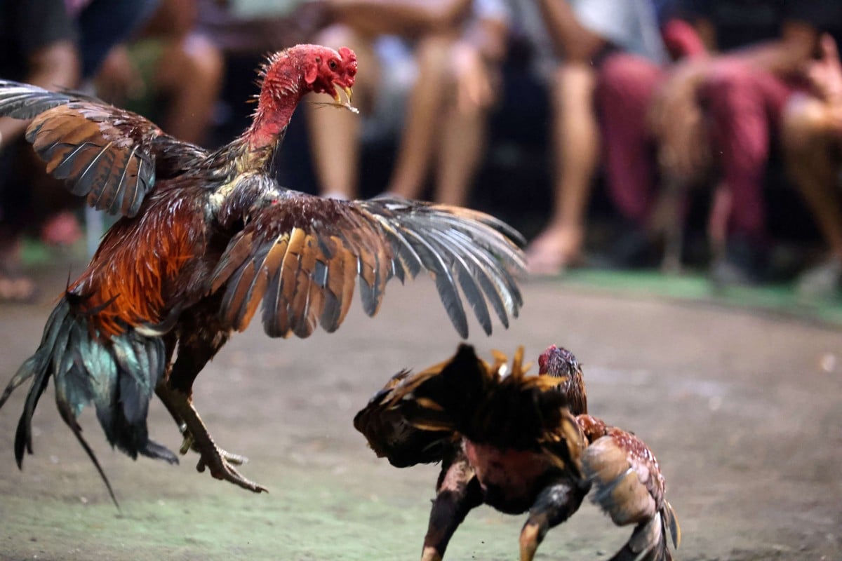 Giant Cockfighting Ring Busted Near Vegas