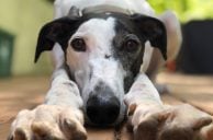 greyhound racing ban, US House bill, Farm Bill 2025, animal welfare law, greyhound industry
