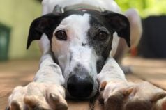 greyhound racing ban, US House bill, Farm Bill 2025, animal welfare law, greyhound industry