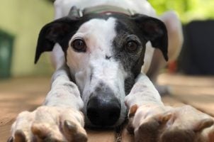 greyhound racing ban, US House bill, Farm Bill 2025, animal welfare law, greyhound industry