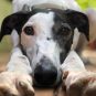 greyhound racing ban, US House bill, Farm Bill 2025, animal welfare law, greyhound industry