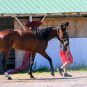 Saratoga barn fire New York Gaming Commission