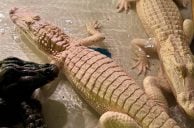 Paragon Casino Welcomes Extremely Rare Albino Alligators to Resort Habitat