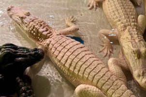 Paragon Casino Welcomes Extremely Rare Albino Alligators to Resort Habitat