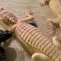 Paragon Casino Resort albino alligators